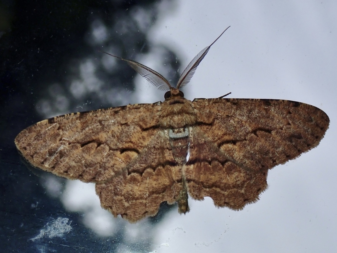 Moth - Hypomecis costaria  Hypomecis costaria,Malaysia,Moth,Sabah