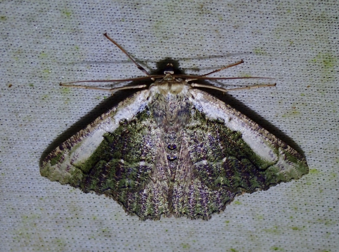 Moth - Metallolophia vitticosta Ordinary looking, but seems to be rare or seldom documented. Malaysia,Metallolophia vitticosta,Moth,Sabah