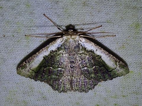 Moth - Metallolophia vitticosta Ordinary looking, but seems to be rare or seldom documented. Malaysia,Metallolophia vitticosta,Moth,Sabah