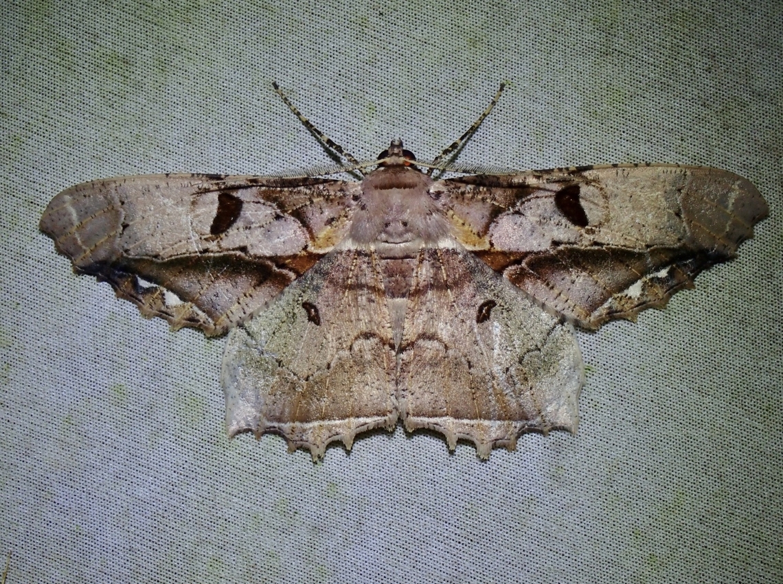 Moth - Chorodna complicataria  Chorodna complicataria,Malaysia,Moth,Sabah