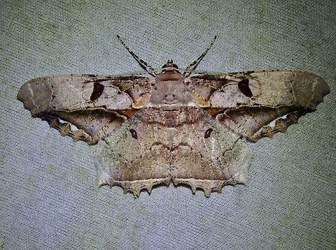 Moth - Chorodna complicataria  Chorodna complicataria,Malaysia,Moth,Sabah