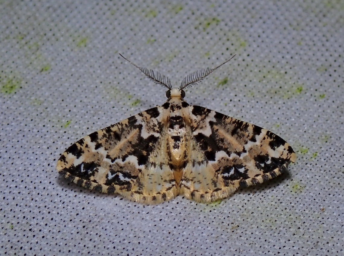 Moth - Prochasma dentilinea  Malaysia,Moth,Prochasma dentilinea,Sabah
