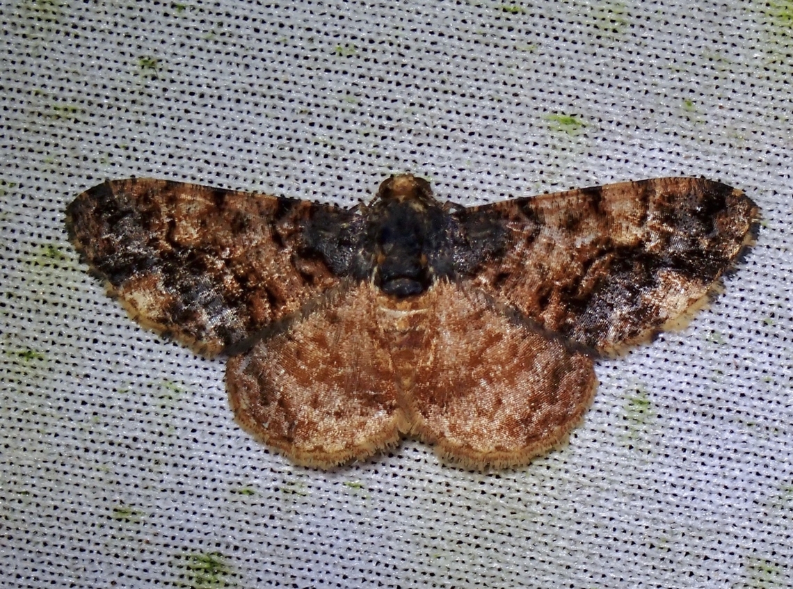 Moth - Ectropidia altiprimata  Ectropidia altiprimata,Malaysia,Moth,Sabah