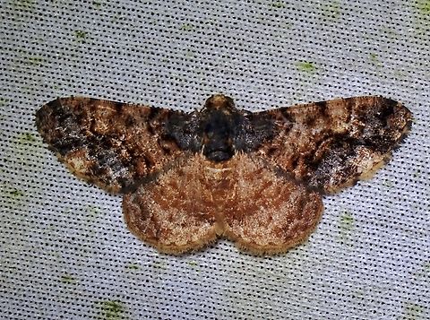 Moth - Ectropidia altiprimata  Ectropidia altiprimata,Malaysia,Moth,Sabah