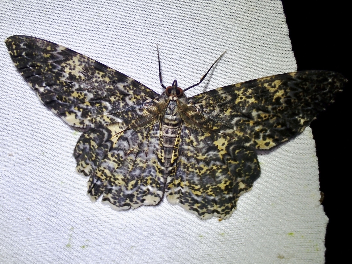 Moth - Amblychia praeumbrata  Amblychia praeumbrata,Malaysia,Moth,Sabah