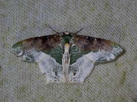 Emerald Moth - Eucyclodes semialba  Emerald Moth,Eucyclodes semialba,Malaysia,Moth,Sabah