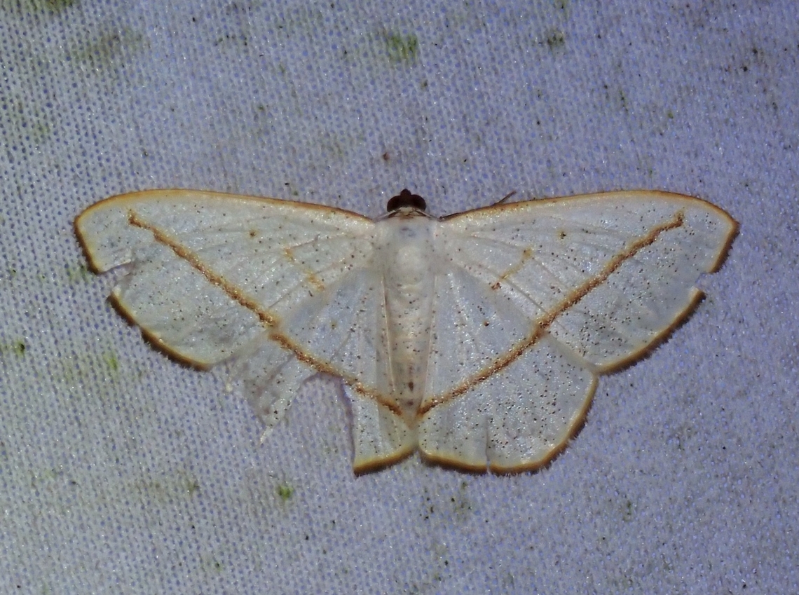 Moth - Lomographa luciferata  Lomographa luciferata,Malaysia,Moth,Sabah