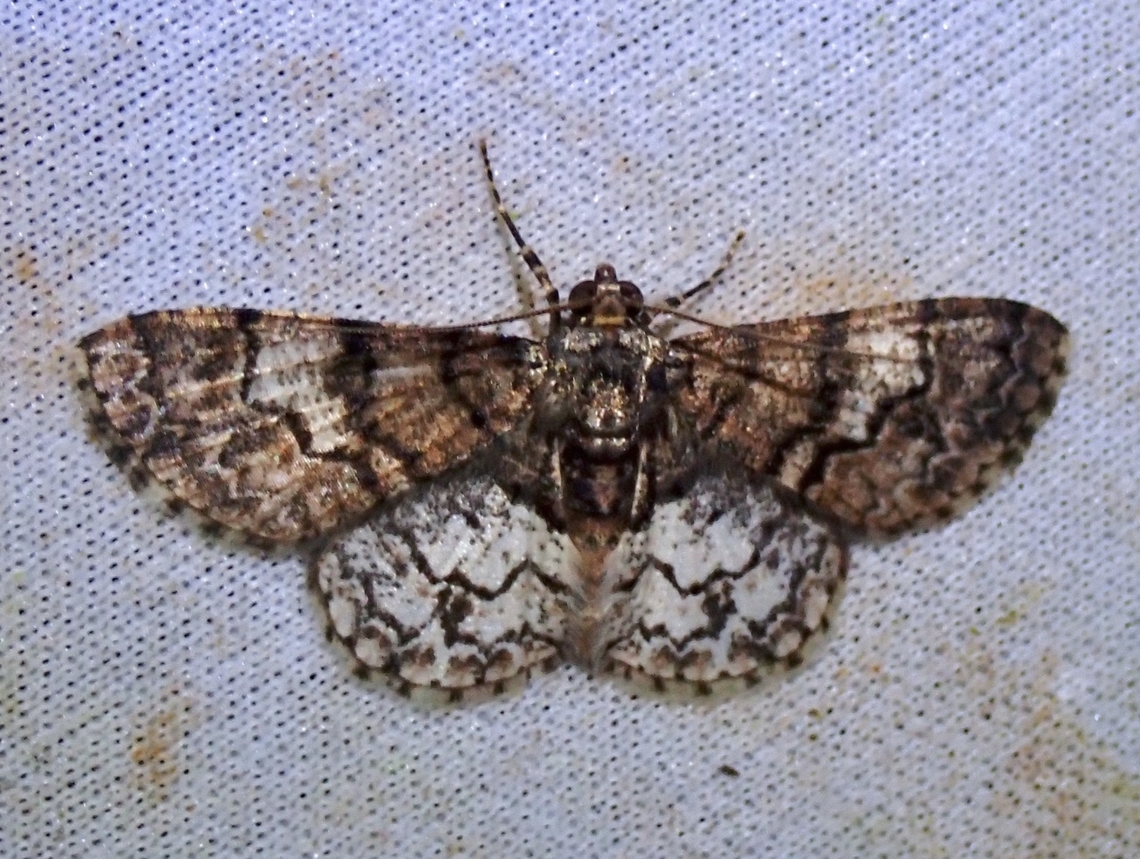 Moth - Diplurodes submontana  Diplurodes submontana,Malaysia,Moth,Sabah