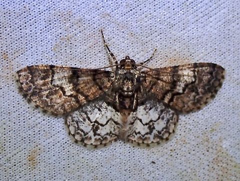 Moth - Diplurodes submontana  Diplurodes submontana,Malaysia,Moth,Sabah