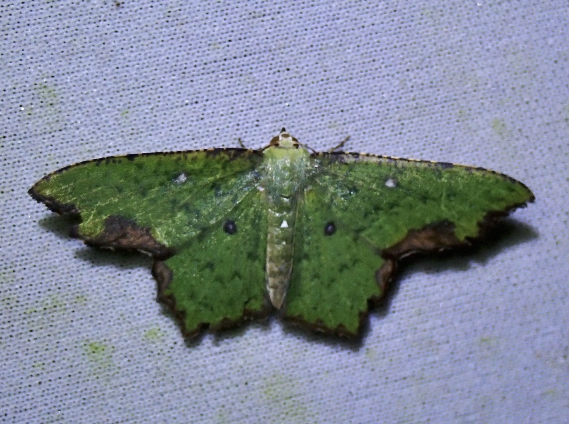 Emerald Moth - Dooabia puncticostata  Dooabia puncticostata,Emerald Moth,Malaysia,Moth,Sabah