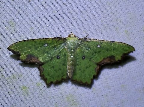 Emerald Moth - Dooabia puncticostata  Dooabia puncticostata,Emerald Moth,Malaysia,Moth,Sabah