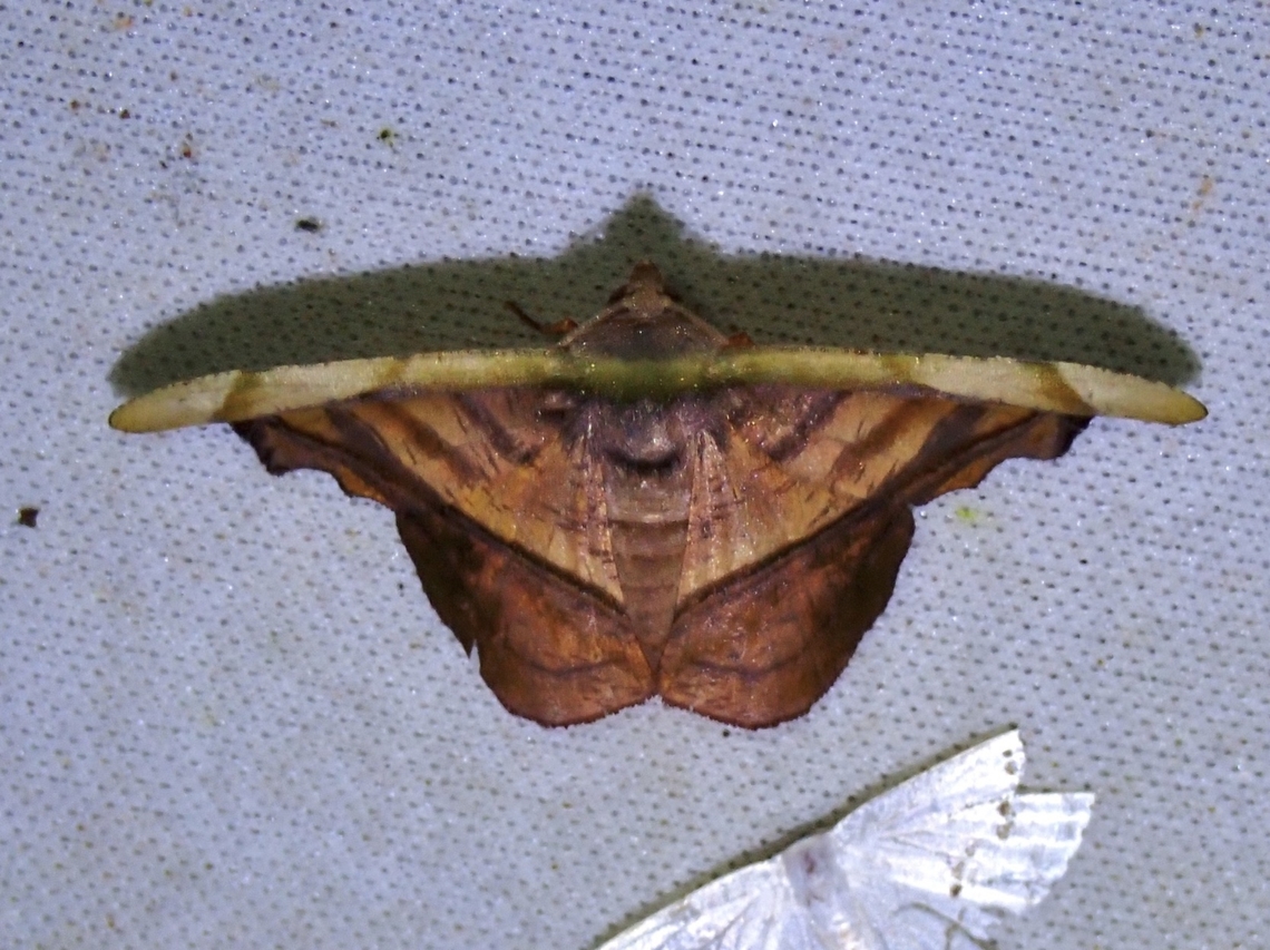 Moth - Fascellina viridicosta  Fascellina viridicosta,Malaysia,Moth,Sabah