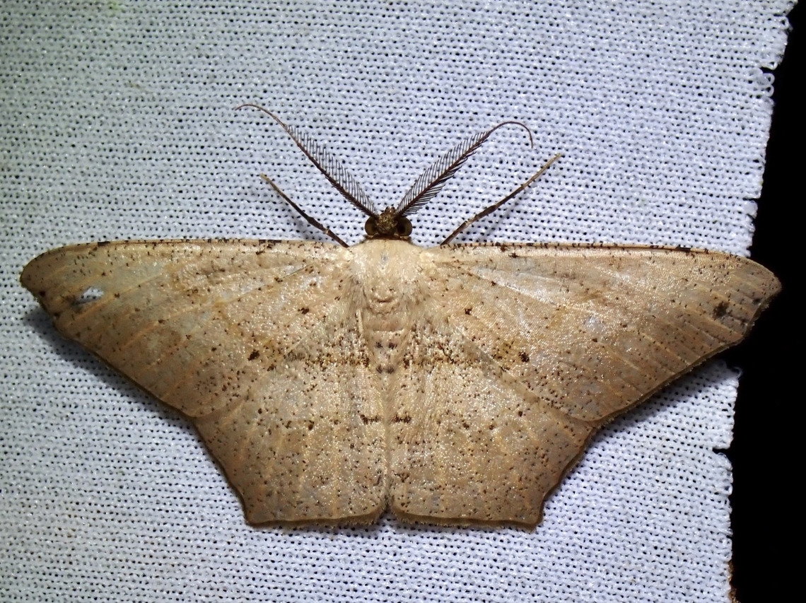 Moth - Hypomecis tetragonata  Hypomecis tetragonata,Malaysia,Moth,Sabah