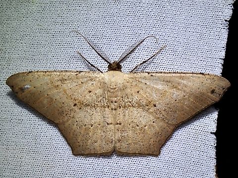 Moth - Hypomecis tetragonata  Hypomecis tetragonata,Malaysia,Moth,Sabah