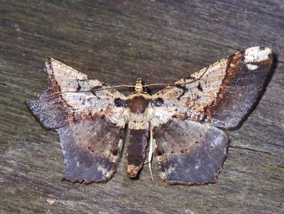 Moth - Abaciscus shaneae 2x Abaciscus shaneae,Malaysia,Moth,Sabah