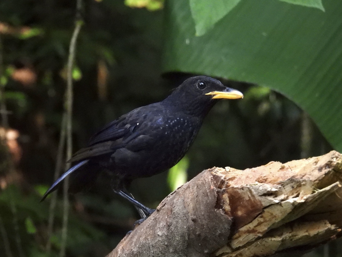 Blue Whistling Thrush - Myophonus caeruleus  Bird,Blue Whistling Thrush,Malaysia,Myophonus caeruleus,Pahang,Whistling Thrush