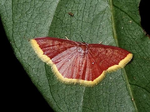 Moth - Chrysocraspeda faganaria  Chrysocraspeda faganaria,Malaysia,Moth,Penang