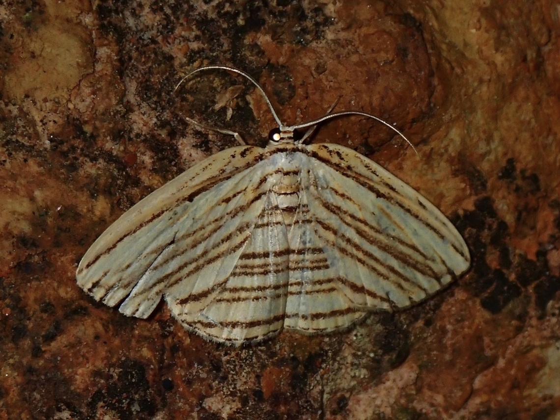 Hooktip Moth - Drapetodes barlowi Supposedly a rare moth and only described scientifically in 1998. Drapetodes barlowi,Hooktip Moth,Malaysia,Moth,Sabah