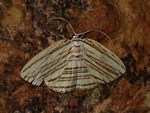 Hooktip Moth - Drapetodes barlowi Supposedly a rare moth and only described scientifically in 1998. Drapetodes barlowi,Hooktip Moth,Malaysia,Moth,Sabah
