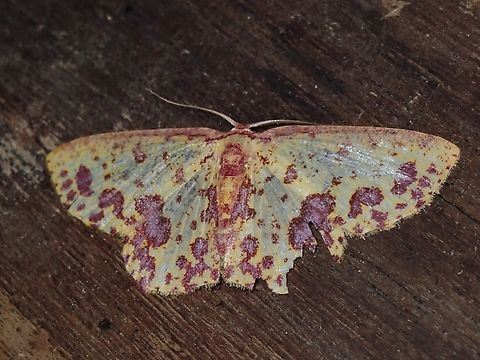 Moth - Chrysocraspeda sanguinipuncta  Chrysocraspeda sanguinipuncta,Malaysia,Moth,Sabah