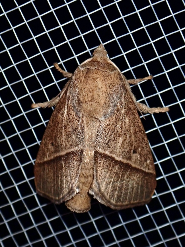 Moth - Setothosea asigna The caterpillar of this species if strikingly colourful, strangely, the adult moth is not. Malaysia,Moth,Sabah,Setothosea asigna,Stinging Slug Moth