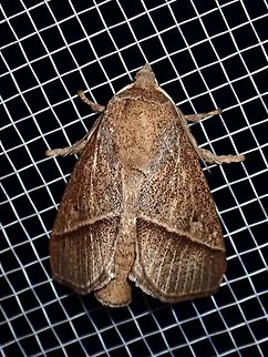 Moth - Setothosea asigna The caterpillar of this species if strikingly colourful, strangely, the adult moth is not. Malaysia,Moth,Sabah,Setothosea asigna,Stinging Slug Moth