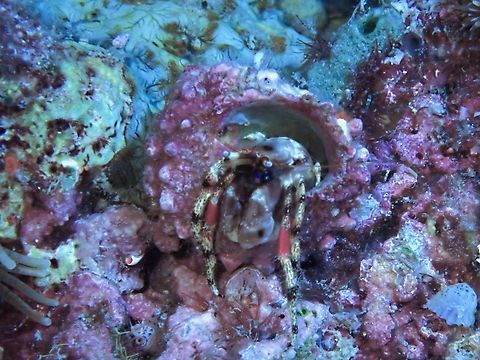 Charming Hermit Crab - Calcinus pulcher  Calcinus pulcher,Cebu,Charming Hermit Crab,Crab,Hermit Crab,Malapascua,Philippines