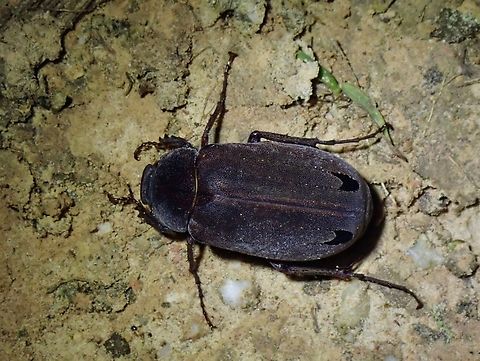 June Beetle - Asactopholis pectoralis  Asactopholis pectoralis,Beetle,June Beetle,Malaysia,Sabah