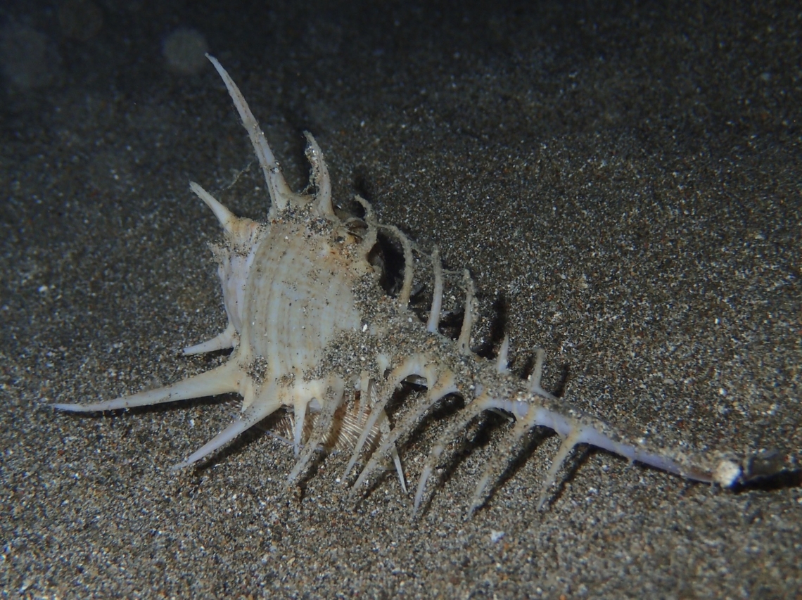 Murex Snail - Murex tribulus  Anilao,Batangas,Murex Snail,Murex tribulus,Philippines