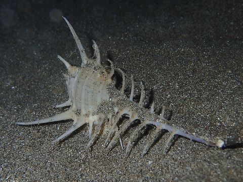 Murex Snail - Murex tribulus  Anilao,Batangas,Murex Snail,Murex tribulus,Philippines