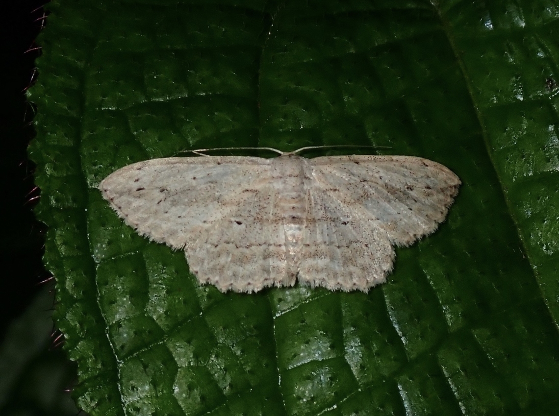 Moth - Scopula desita  Malaysia,Moth,Penang,Scopula desita