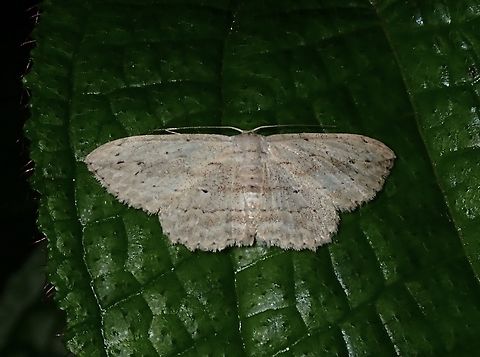 Moth - Scopula desita  Malaysia,Moth,Penang,Scopula desita