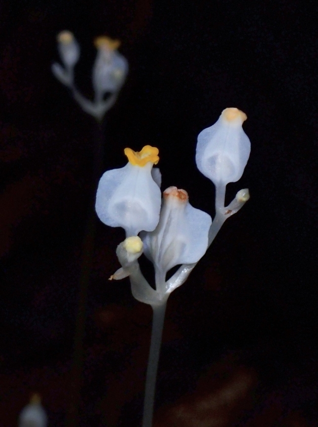 Flowers - Burmannia oblonga  Burmannia oblonga,Flower,Palawan,Philippines
