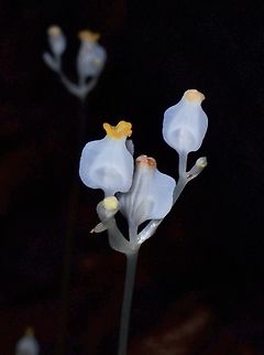 Flowers - Burmannia oblonga  Burmannia oblonga,Flower,Palawan,Philippines