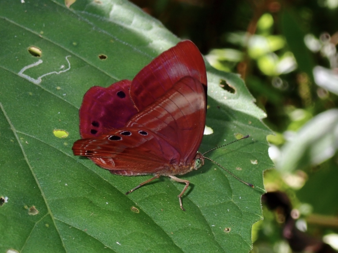 Spotted Judy - Abisara geza  Abisara geza,Butterfly,Palawan,Philippines,Spotted Judy