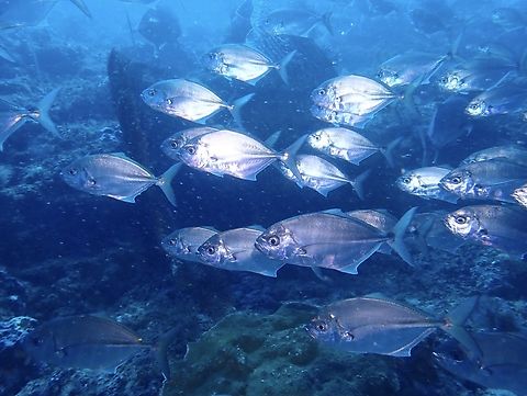 Whitetongue Trevally - Uraspis helvola  Fish,Jacks,Malaysia,Sabah,Sipadan,Uraspis helvola,Whitetongue Trevally