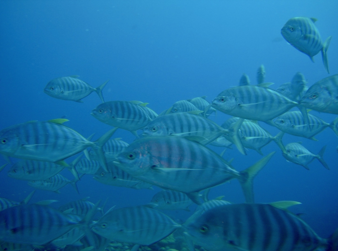 Barred Trevally - Ferdauia ferdau Previously known as Carangoides ferdau. Barred Trevally,Blue trevally,Carangoides ferdau,Ferdauia ferdau,Fish,Jacks,Palau