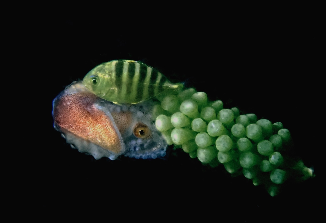Whitetongue Jack - Uraspis helvola Juvenile, following a Paper Nautilus which was hitching a ride on a bunch of Sea Grapes. Fish,Indonesia,Jacks,Komodo,Uraspis helvola,Whitetongue Jack