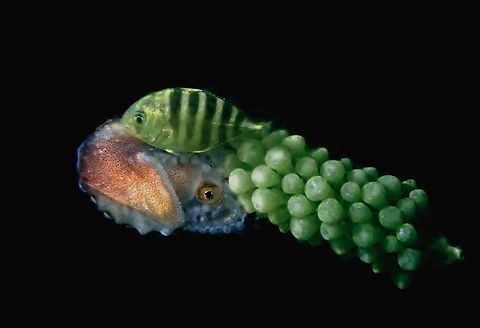 Whitetongue Jack - Uraspis helvola Juvenile, following a Paper Nautilus which was hitching a ride on a bunch of Sea Grapes. Fish,Indonesia,Jacks,Komodo,Uraspis helvola,Whitetongue Jack
