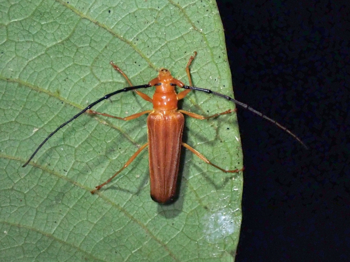 Longhorn Beetle - Hyphus apicalis  Beetle,Hyphus apicalis,Longhorn Beetle,Malaysia,Pahang