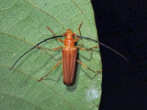 Longhorn Beetle - Hyphus apicalis  Beetle,Hyphus apicalis,Longhorn Beetle,Malaysia,Pahang