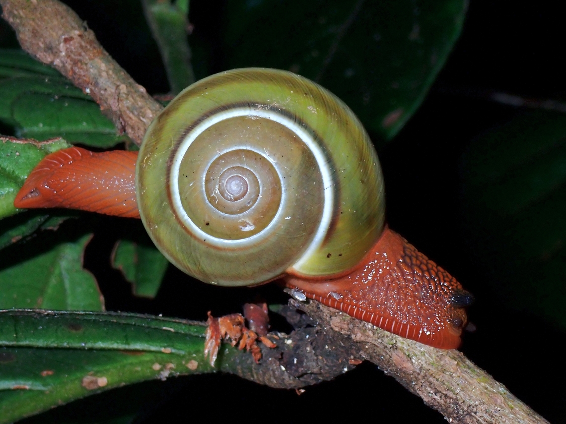 Snail - Hemiplecta malaouyi Endemic Hemiplecta malaouyi,Malaysia,Pahang,Snail