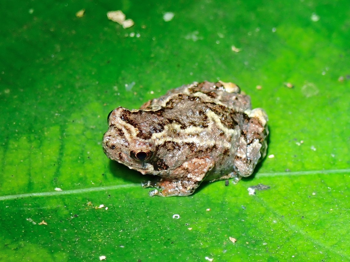 Muller's Narrowmouth Frog - Kaloula baleata Juvenile Frog,Kaloula Baleata,Malaysia,Muller's Narrowmouth Frog,Pahang