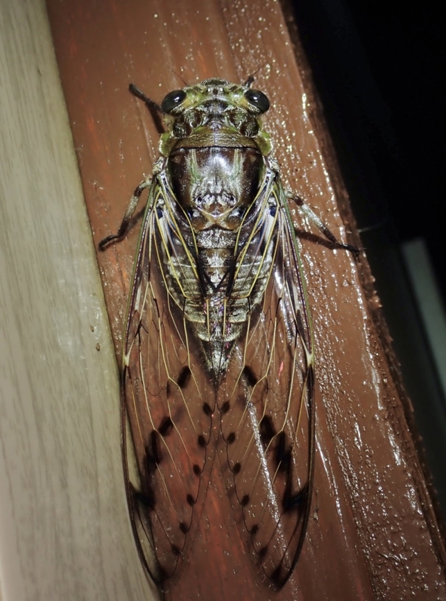 Cicada - Champaka spinosa  Champaka spinosa,Cicada,Malaysia,Sabah