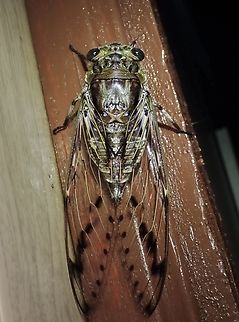 Cicada - Champaka spinosa  Champaka spinosa,Cicada,Malaysia,Sabah