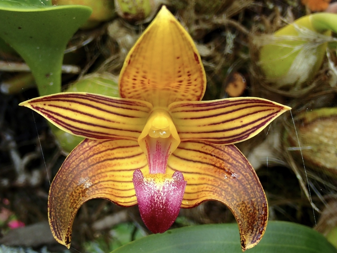 Orchid - Bulbophyllum claptonense  Bulbophyllum claptonense,Malaysia,Orchid,Sabah