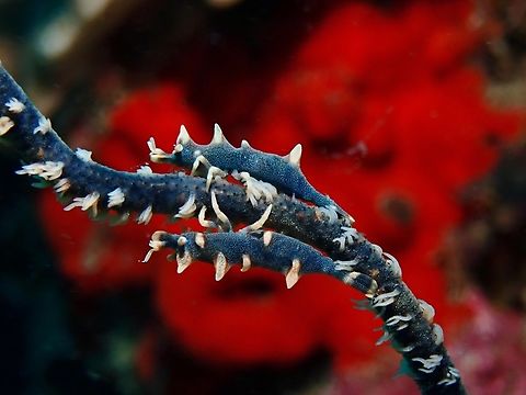 Double Dragon!  Dragon Shrimp,Mabul,Malaysia,Miropandalus hardingi,Sabah,Shrimp