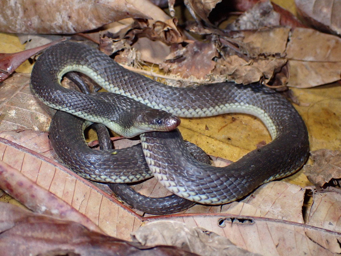 Corrugated Water Snake - Opisthotropis typica This snake was seen &#039;in a mountain stream, underwater&#039;, was taken out for pictures at the river bank. Corrugated Water Snake,Keelback Snake,Malaysia,Olive Mountain Keelback,Opisthotropis typica,Sabah,Snake,Water Snake