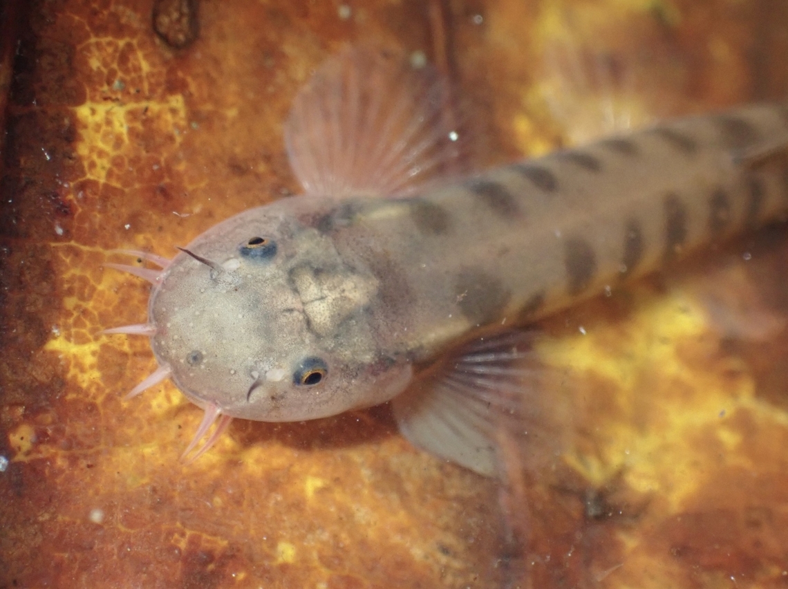 Freshwater Fish - Glaniopsis hanitschi Small size freshwater fish, ranging from 2-5 cm in size.<br />
Seen in a shallow stream. Fish,Freshwater Fish,Glaniopsis hanitschi,Malaysia,Sabah