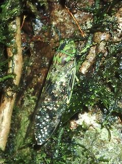 Cicada - Terpnosia lactea  Cicada,Palawan,Philippines,Terpnosia lactea